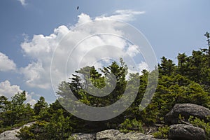 Welch-Dickey Loop Trail