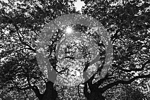 Welch landscape trees from the bottom Cardiff