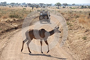 Antelope in a family union getting food at ruaha national park tanzania