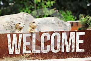 Welcome Merkat - ErdmÃ¤nnchen