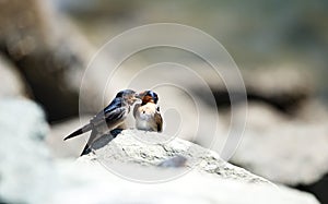 Welcome swallow feeding it's young