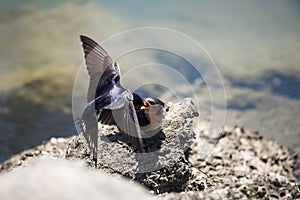 Welcome swallow feeding it's young