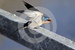 Welcome Swallow on a fence