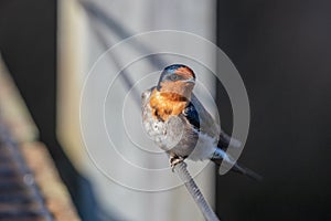Welcome Swallow in New Zealand