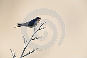 Welcome swallow tweeting on a dry branch at Bushy beach in New Zealand