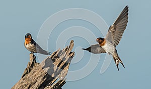 Welcome Swallows flying on to an old log perch