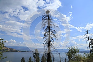 Beautiful British Columbia- Forest billboard photo