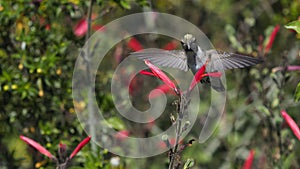 Welcome To My Paradise-hummingbird