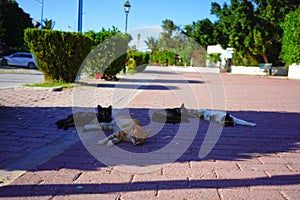 Welcome to tunisia : El Kantaoui-the cats