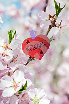 welcome word pinned almond tree with spring blossoms