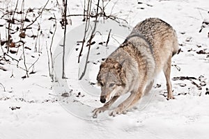 Welcomes cute. Gray wolf female in the snow, beautiful strong animal in winter