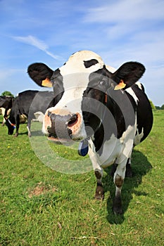 Welcoming cow photo