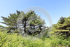 Welcoming masson pine on the sanqingshan mountain, adobe rgb