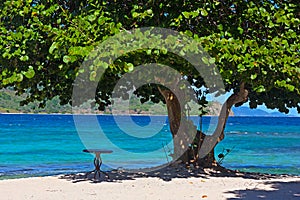 Welcoming sandy beach with a table under large sea grape tree, St. Thomas, USVI.