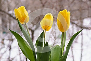 Welcoming spring concept. Three beautiful yellow tulips on snow