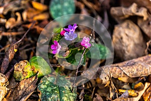 Welcoming the Spring - finding tiny flowers