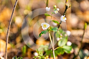 Welcoming the Spring - finding tiny flowers