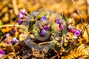 Welcoming the Spring - finding tiny flowers