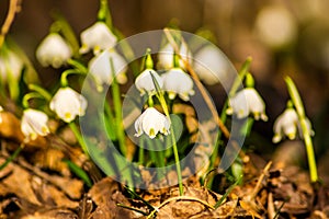 Welcoming the Spring - finding tiny flowers