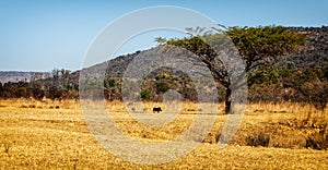 Welgevonden scenic view, South Africa