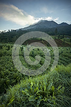 Welirang mount in the morning