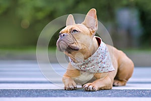 Well behaved red French Bulldog dog wearing a floral bandanna