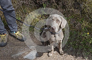 A well behaved silver labrador sitting down