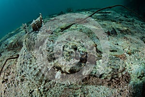 Well-Camouflaged Crocodilefish on Seafloor in Indonesia