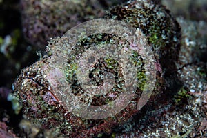 Well-Camouflaged Humpback Scorpionfish photo