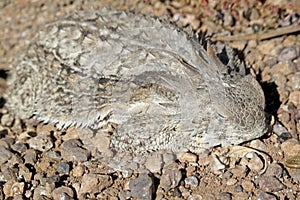 Well camouflaged Regal Horned Lizard in Organ Pipe National Monument, Arizona, USA