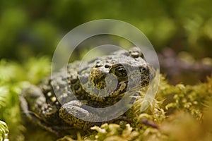 Well Camouflaged Toad