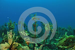 Well Camouflaged Triggerfish Among Kelp
