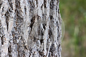 A well camouflaged waved sphinx moth Ceratomia undulosa clings to the bark of a tree.