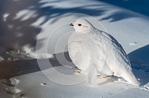 A White-tailed Ptarmigan in the Snowy Rocky Mountain High Country photo
