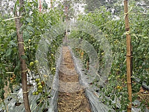 well-cared for tomato plants