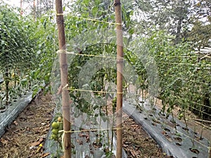 well-cared for tomato plants