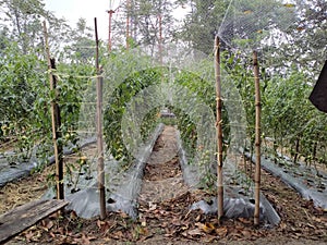 well-cared for tomato plants