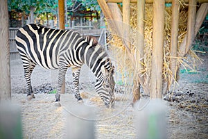 Well cared Zebra in captivity eats hay farm