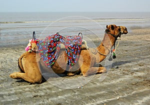 An well decorated camel sat on sands and waiting for tourists in the sea beach in Daman, India