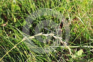 Well disguised dragonfly, sits on a grain stalk, on a meadow