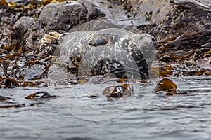 Well-fed Atlantic Grey Seal