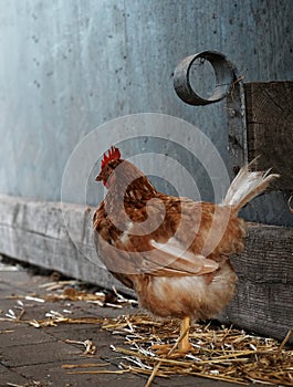 Well fed chicken Standing beside a barn wall looking at the camera