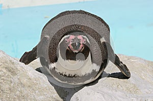 Well-fed Humboldt Penguin (Spheniscus humboldti)