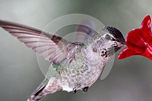 Well Fed Hummingbird