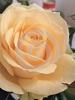 A well formed Yellow Rose from a bouquet of flowers