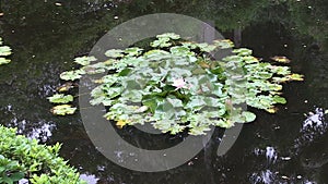 Well framed zoom out from pink flower of waterlily in the pond within a landscaped Japanese garden in Australia.