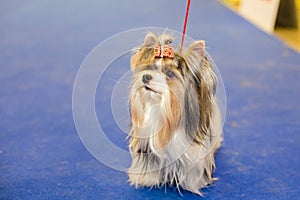 Well groomed Biewer Yorkshire terrier