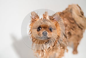 Well groomed dog. Grooming. Grooming of a pomeranian dog. Funny pomeranian in the bath. Dog taking a shower. Dog on white backgrou