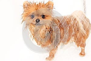 Well groomed dog. Grooming. Grooming of a pomeranian dog. Funny pomeranian in the bath. Dog taking a shower. Dog on white backgrou