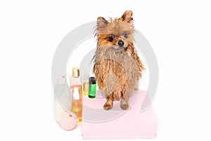 Well groomed dog. Grooming. Grooming of a pomeranian dog. Funny pomeranian in the bath. Dog taking a shower. Dog on white backgrou